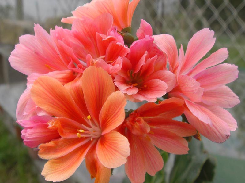 Lewisia cotyledon &mdash; formes orang&eacute;es 13